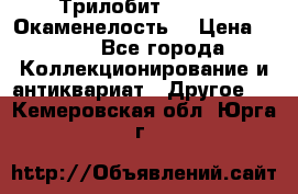 Трилобит Asaphus. Окаменелость. › Цена ­ 300 - Все города Коллекционирование и антиквариат » Другое   . Кемеровская обл.,Юрга г.